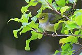 Silvereye